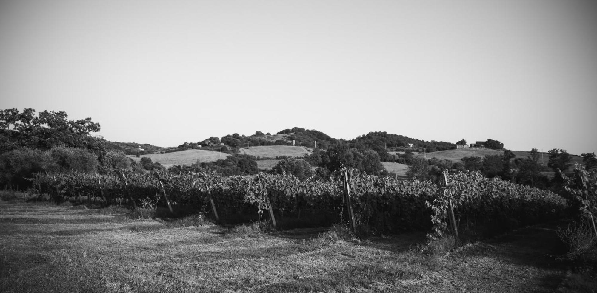 Agriturismo La Vecchia Quercia Montemerano Exterior foto